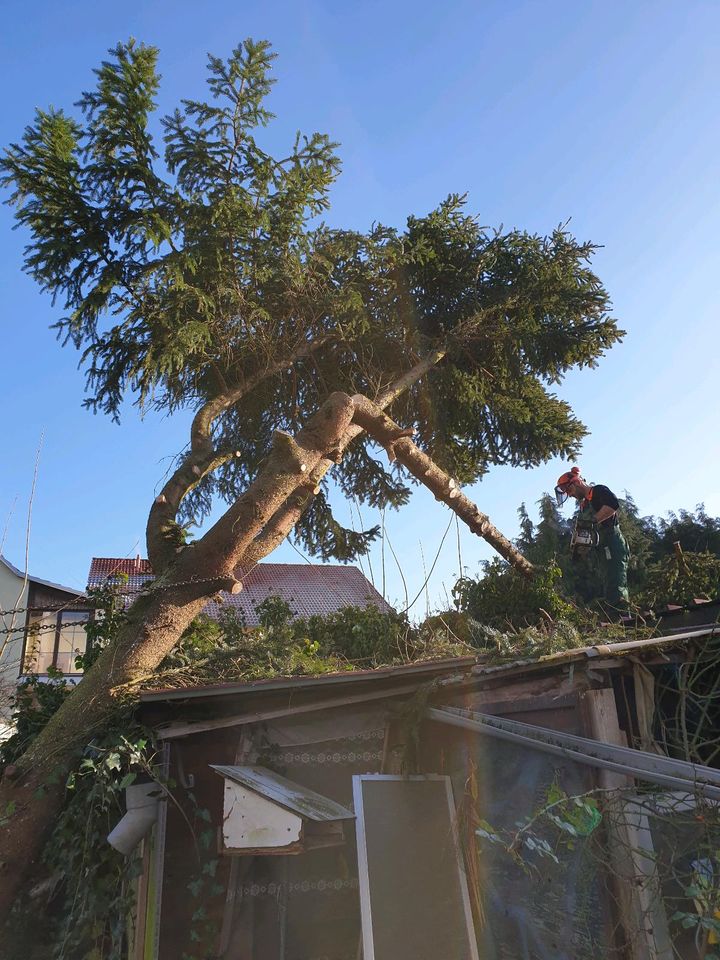 Baum Fällung inkl. Grünschnittentsorgung in Schönenberg-Kübelberg