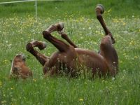 Pferd sucht Reiter: Biete Pflege - bzw. Schritt - Reitbeteiligung Hessen - Idstein Vorschau