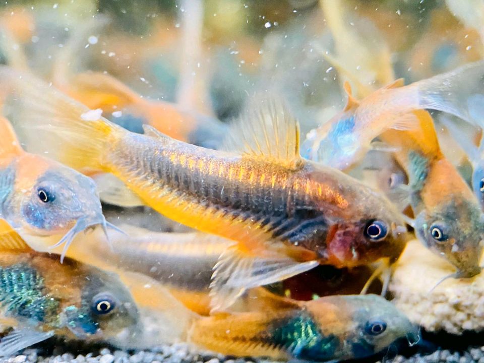 Corydoras Red Stripe Panzerwelse - Welse Panzerwels in Bottrop