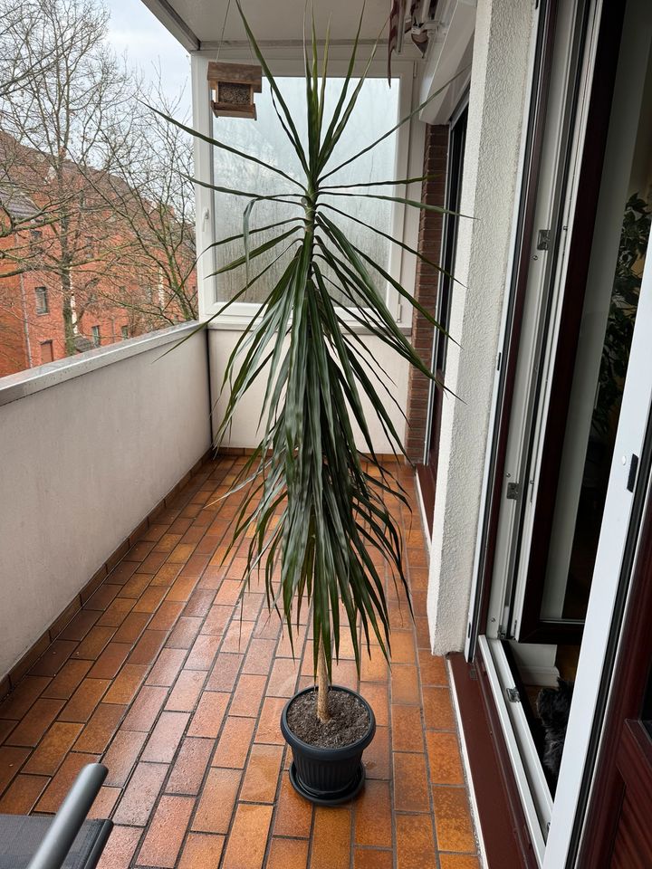 Palme ca 1,75 cm hoch in Bremen