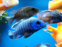 Aquarium Malawi Aulonocara nyassae Blue Rheinland-Pfalz - Schmitshausen Vorschau