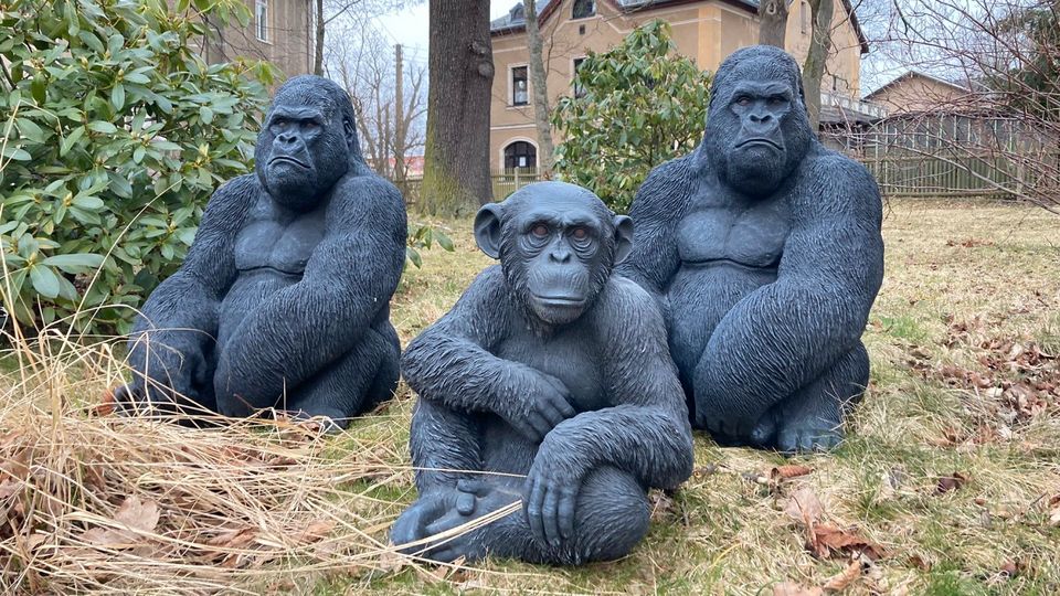 ‼️XL Gorilla 180kg Steinguss Affe Affen Berggorilla Orang Utan‼️ in Magdeburg