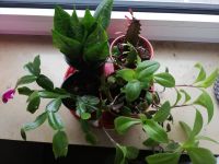 verschiedene Pflanzen Zimmerpflanzen Kaktus Ableger Bayern - Schmiechen Vorschau