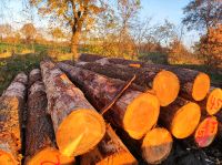 Lohnschnitt Sägewerk Lohnsägen Stammholz Eiche Douglasie Lärche Niedersachsen - Wiefelstede Vorschau