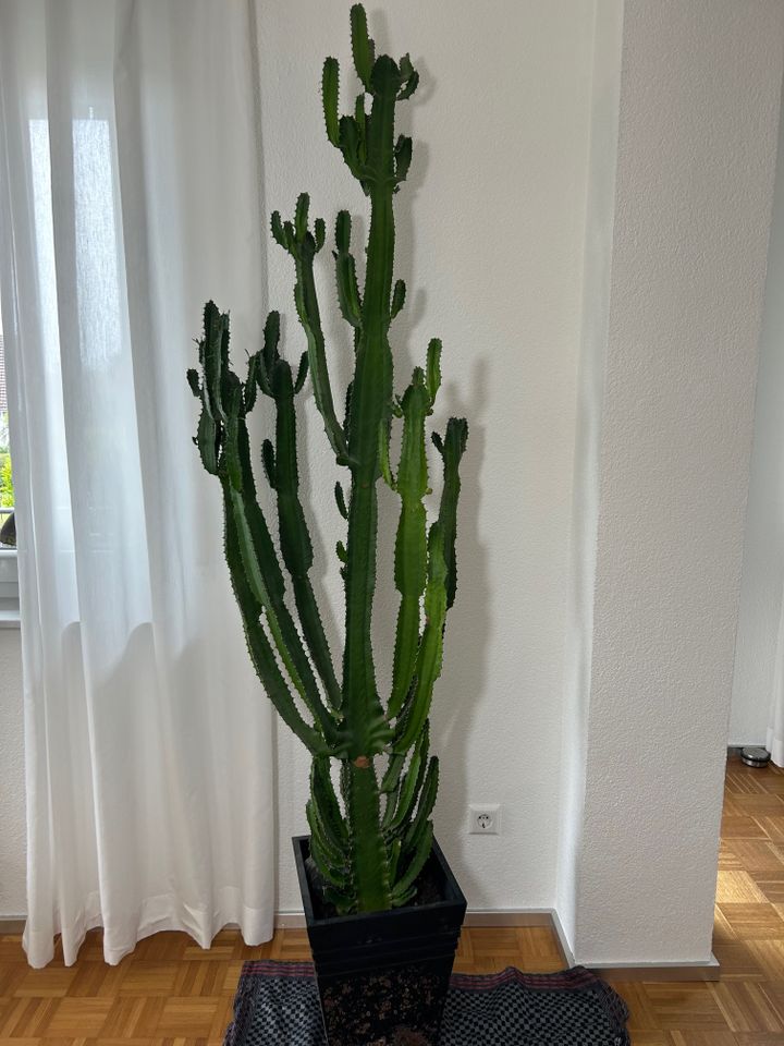 Imposanter Westernkaktus Euphorbia Wolfsmilch XXL in Horb am Neckar