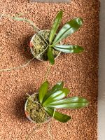 Phalaenopsis mariae Jungpflanzen Angebot Sachsen - Bannewitz Vorschau