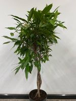 Birkenfeige Ficus longifolia Stamm geflochten 120cm Nordrhein-Westfalen - Simmerath Vorschau