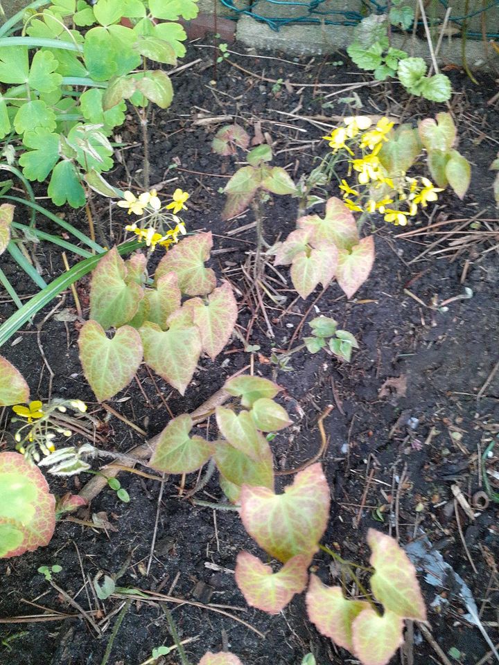 Elfenblume...Bodendecker...gelb in Bremerhaven