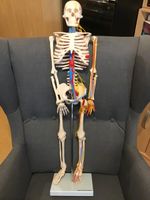 Anatomie Skelett 85cm Hannover - Südstadt-Bult Vorschau