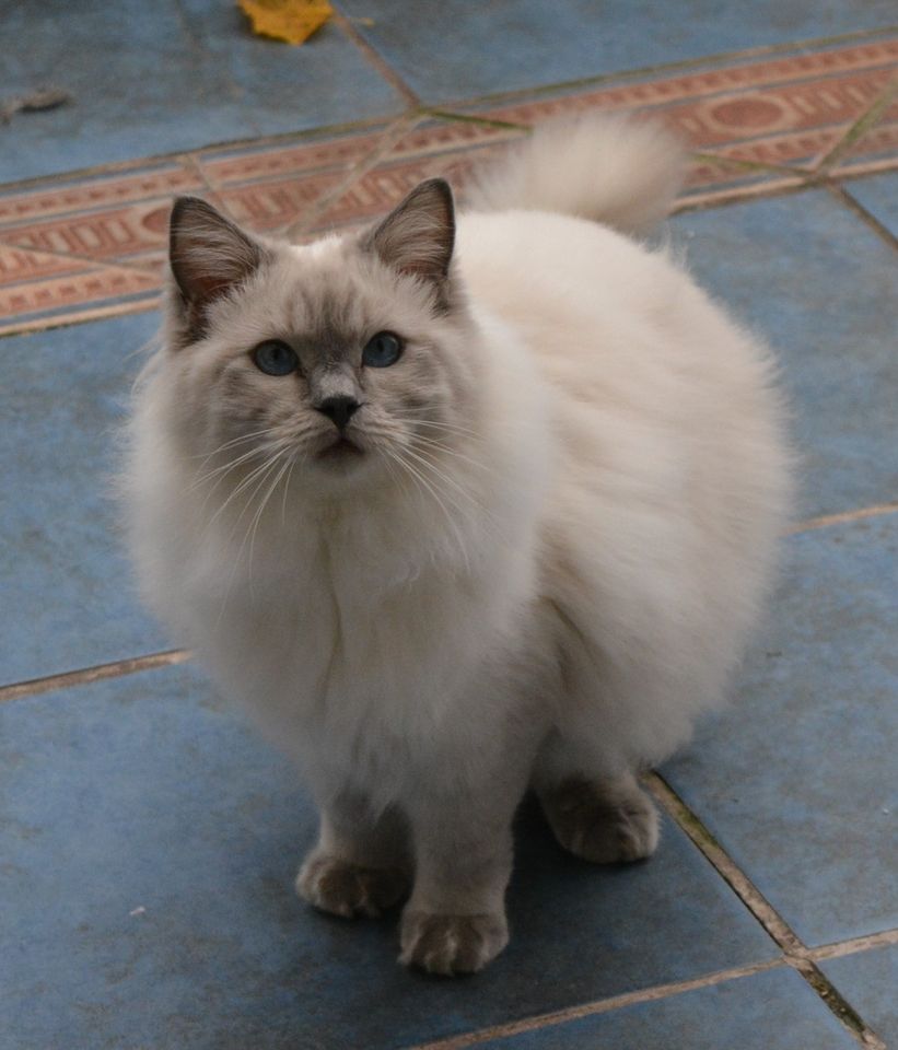 Noch ein liebevoller Ragdoll-Schatz mit Stammbaum sucht Sie! in Hildesheim