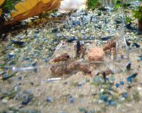 Futterschale Garnelen Fische Schnecken Füttern Aquarium 6cm Acryl Sachsen - Kamenz Vorschau