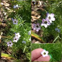 Vogeläuglein  (Gilia tricolor) Baden-Württemberg - Ahorn Vorschau