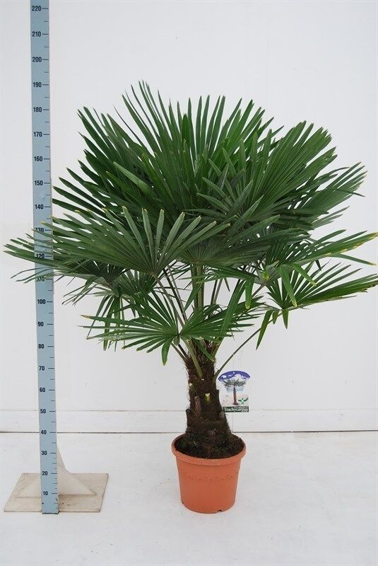 ✅NEU✅ Trachycarpus fortunei 50-260cm winterharte Hanfpalme 4 in Wiesloch