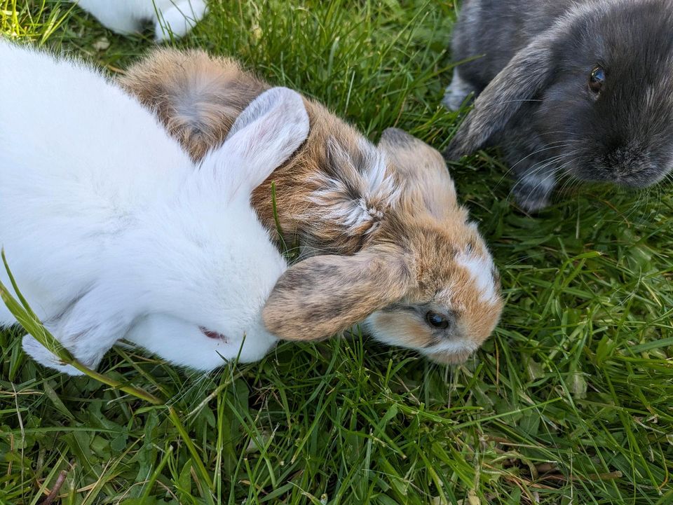 Kaninchen minilop Zwergwidder Babys suchen neues zu Hause in Magdeburg