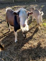 Zwergziegen Bock Baden-Württemberg - Bad Wurzach Vorschau