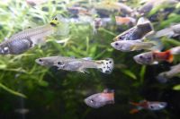 Fische Guppy Guppies – viele schöne Männchen / Weibchen 0,50 € Baden-Württemberg - Edingen-Neckarhausen Vorschau