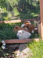Meerschweinchen 10 Wochen Sachsen-Anhalt - Osternienburger Land Vorschau