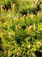 Zwergkiefer, Pinus Niedersachsen - Großefehn Vorschau