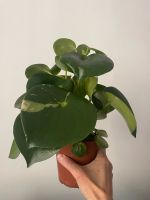 Peperomia Polybotrya variegata, Raindrop, Zierpfeffer Baden-Württemberg - Mannheim Vorschau