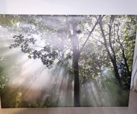 NUR NOCH HEUTE! Ikea Wald Bild 200x140cm Niedersachsen - Weyhe Vorschau