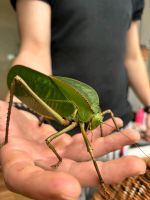 Siliqufera grandis Nordrhein-Westfalen - Leopoldshöhe Vorschau