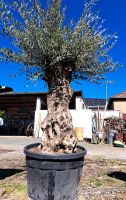 Uhrige Olivenbaum  Olea Europea  Bonsai Art Rheinland-Pfalz - Steinbach am Glan Vorschau