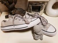 Converse Sneaker Chucks allstars gr.36,5 Häfen - Bremerhaven Vorschau