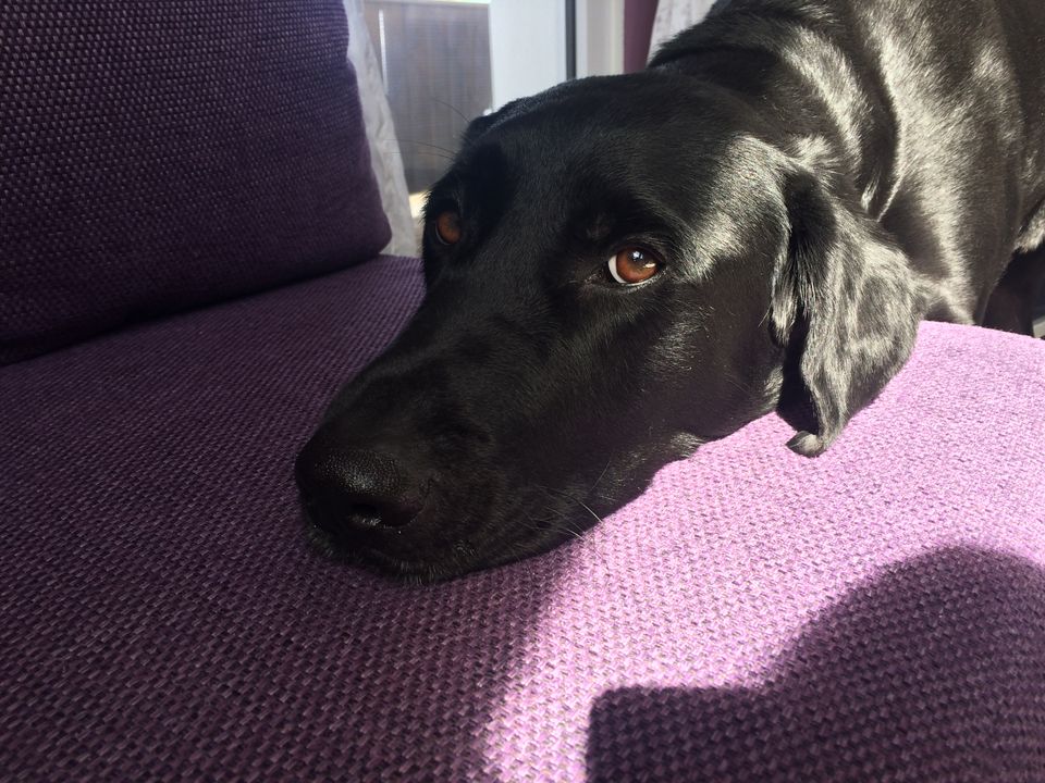 Labrador-Mischling Sam sucht neues Zuhause in Schlangenbad