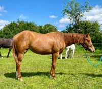 Quarter Horse Jährlingsstute Niedersachsen - Wolfsburg Vorschau