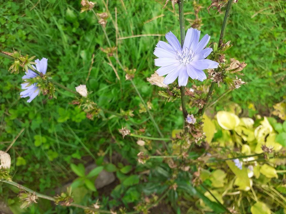 Ableger Wegwarte, blau oder weiß blühend, Wildstaude in Troisdorf