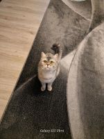 BKH Katze Mila sucht ein neues Zuhause Nordrhein-Westfalen - Rheinberg Vorschau