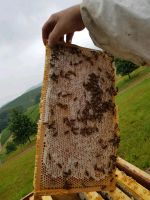 Bienenvolker zu verkaufen Baden-Württemberg - Sasbach Vorschau