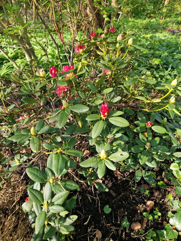 Mitttelgroßer Rhododendron Gartenpflanze in Erftstadt
