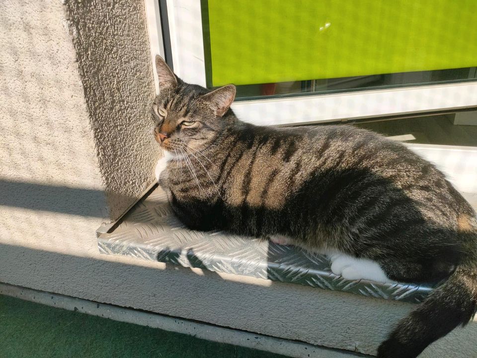 Kater Loki vermisst/gesucht in Heidesee