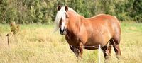 Bauernhaus mit Weideland gesucht Nordrhein-Westfalen - Bad Laasphe Vorschau