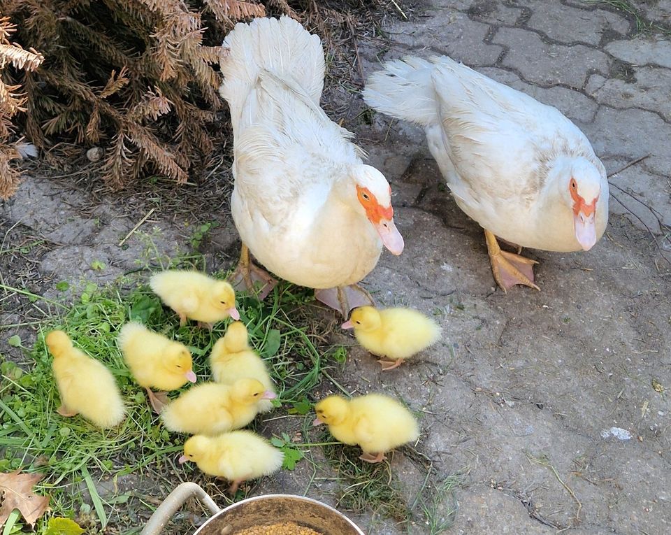 Kücken Flugenten , Warzen Enten  Ente Eine Ente in Mannheim