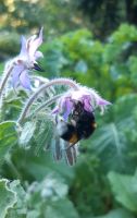 Borretsch, Bio Jungpflanzen, Bienenmagnet, Gurkenkraut Hamburg - Wandsbek Vorschau