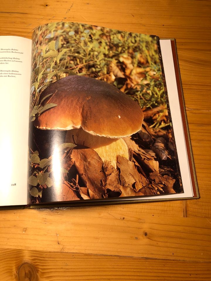 Ratgeber Pilze Buch Die Welt der Pilze Dörfelt/Görner in Zerbst (Anhalt)