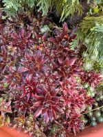 Hauswurz Dachwurz Sempervivum Pflanzen Steingarten Garten Bayern - Rosenheim Vorschau