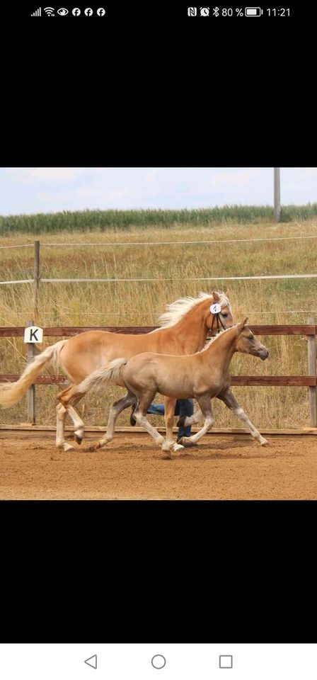 Haflinger Stute in Ehingen Mittelfr