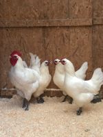 Bresse Gauloise Zweinutzungsrasse legereife Hennen Huhn Hühner Nordrhein-Westfalen - Rietberg Vorschau