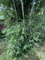 Bambuspflanze Sachsen-Anhalt - Schraplau Vorschau
