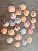 Muschelschalen 15 Stück, verschiedene Farben Baden-Württemberg - Ketsch Vorschau