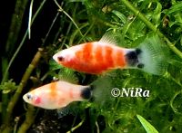 Platy ❌️ Bleeding Heart Micky Mouse ❌️ Aquariumfische Fische Nordrhein-Westfalen - Bocholt Vorschau