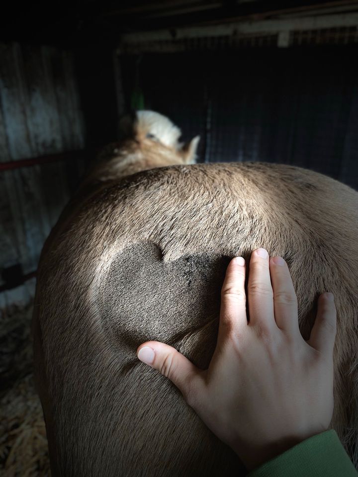 Tierphysiotherapie Hannover Podbi - Tierkraftwerk in Hannover