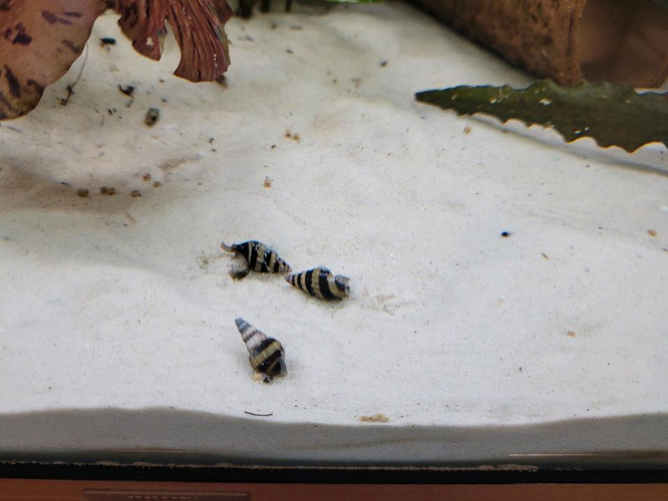 Aquarium Schnecken Helena in Wartenberg