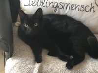 Katze vermisst Nordrhein-Westfalen - Anröchte Vorschau