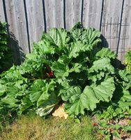 ❁ Rhababer (Rheum rhabarbarum) Saatgut / Samen Bad Doberan - Landkreis - Schwaan Vorschau