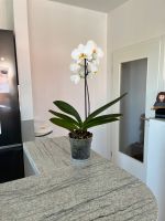 Schöne, selbst gezüchtete Orchidee mit großen, weißen Blüten Bayern - Augsburg Vorschau