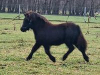 Shetlandpony,  Hengst, Shetty, Pony Sachsen - Callenberg b Hohenstein-Ernstthal Vorschau